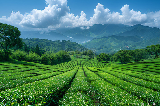 蓝天下的茶园图片