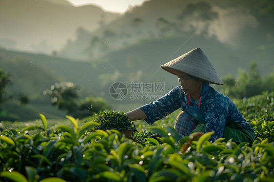 茶园中的茶农图片