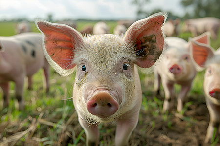 草地上的猪背景图片