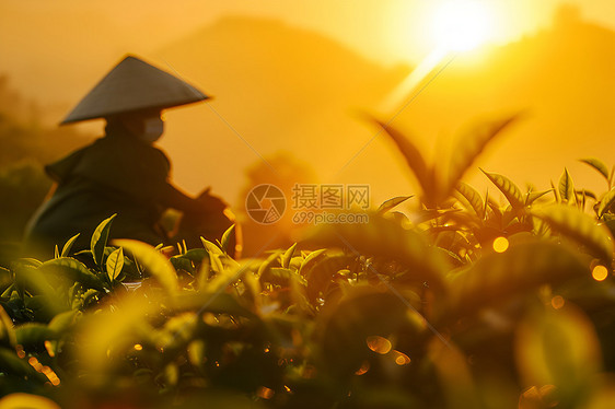 茶园里的茶农图片