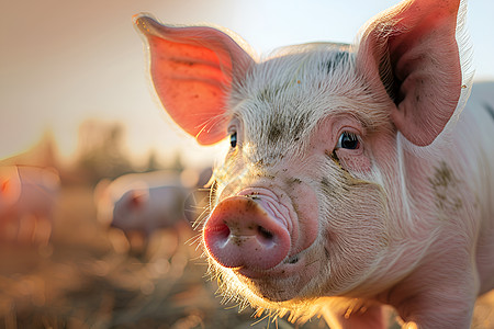 一只猪在田野中高清图片