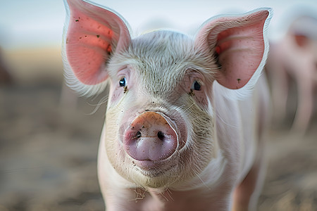 粉红耳朵的猪图片