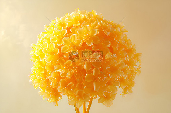 黄花气球花图片