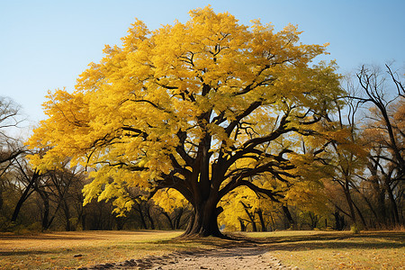 秋日里的金黄大树图片