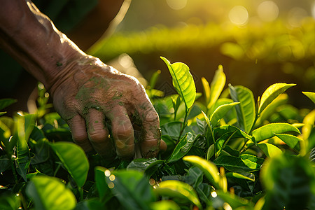 采茶人手指灵巧地摘选茶叶高清图片