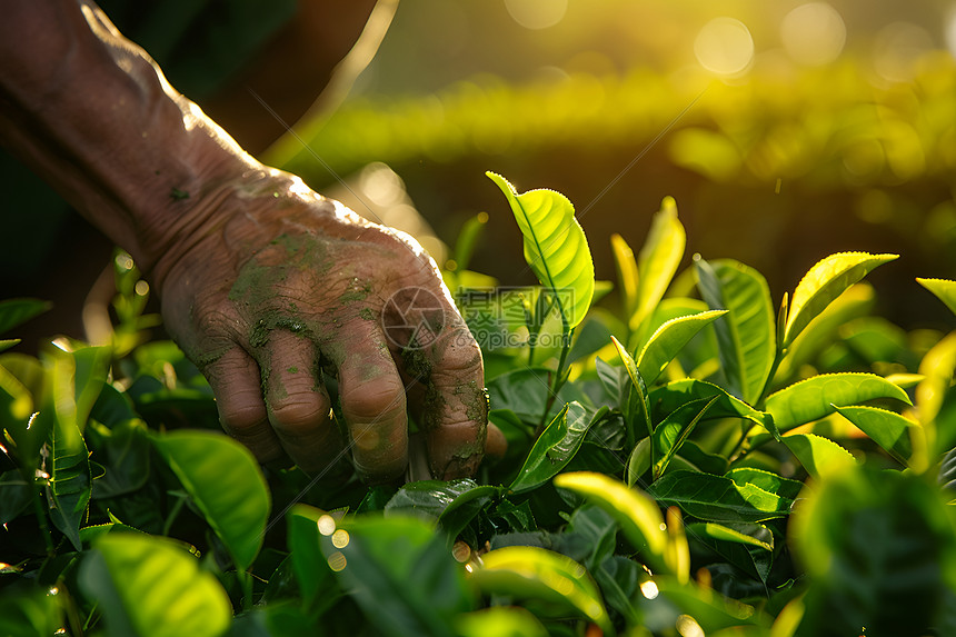 采茶人手指灵巧地摘选茶叶图片