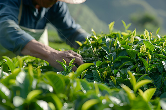 茶农的严谨收割图片