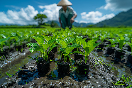 农民在稻田里种植水稻图片