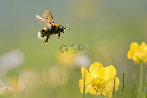 蜜蜂飞向黄花图片