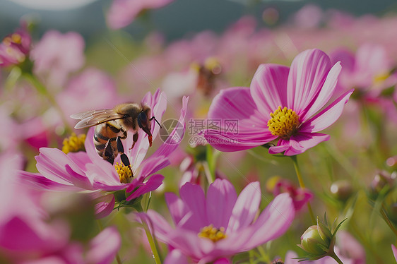 蜜蜂在花海中图片
