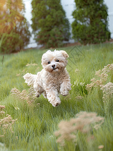 奔跑的贵宾犬图片