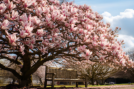 粉色花树下的木质长椅图片