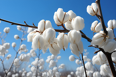 田野中的棉花背景图片
