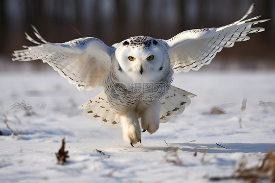 雪地里飞翔的猫头鹰图片