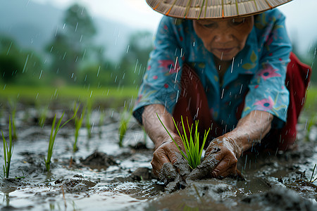 农民种植嫩绿的稻苗图片