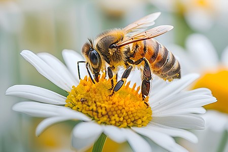 蜜蜂品尝白雏菊图片