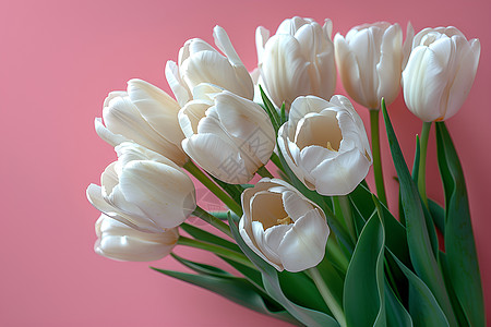 白色郁金香花束背景图片