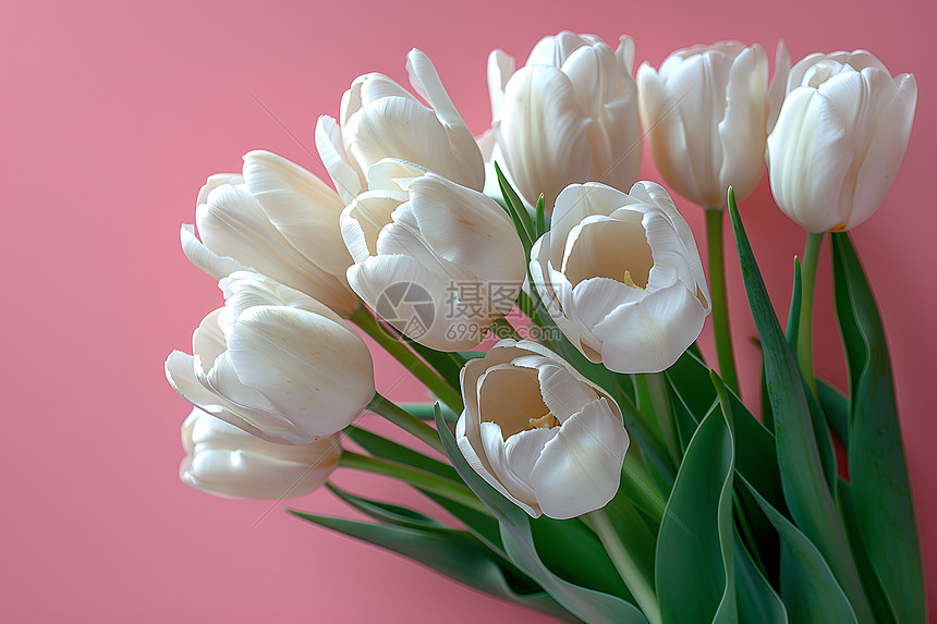 白色郁金香花束图片