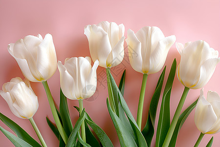 白色郁金香的花束图片