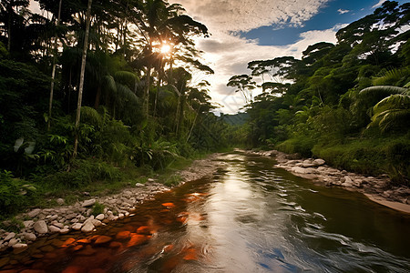 丛林河流图片