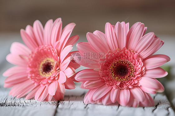 粉色雏菊的盛开图片