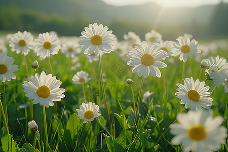 白雏菊花海背景