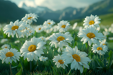 盛开的白雏菊背景图片