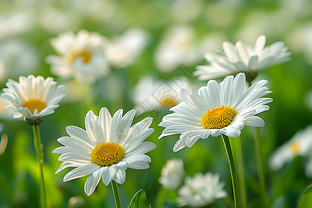 白雏菊在绿草原上背景图片