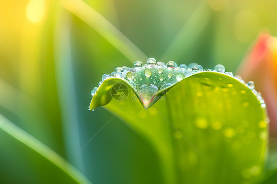 水滴在绿叶上的特写图片