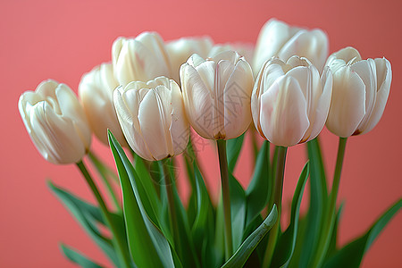 郁金香花朵图片