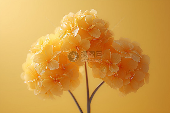 三朵黄花图片