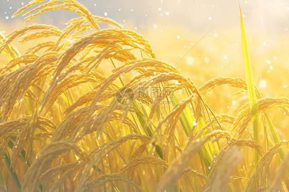 稻田中成熟的稻穗金黄色的稻茎交错成阵太阳透过稻草洒下阳光稻田上几滴水珠闪烁-秋收季节图片