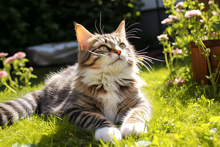 慵懒享受的猫咪高清图片