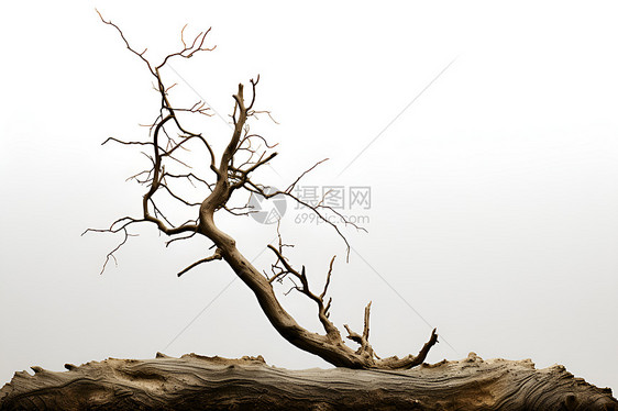 一根干枯的树枝图片