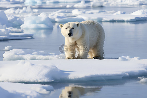 户外的一只北极熊图片