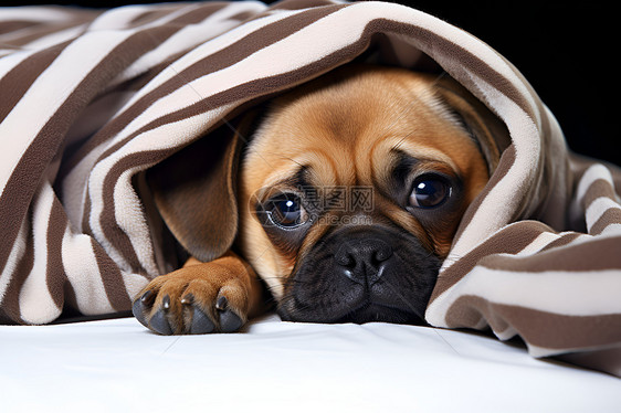 毛毯下躺着的可爱小狗图片