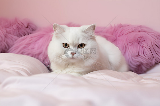 躺在毯子上的宠物猫咪图片