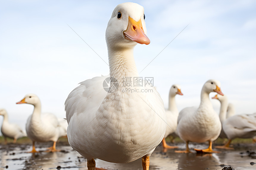 湿地上的白色鸭子图片