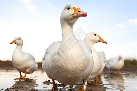农村湿地中的鸭子背景图片