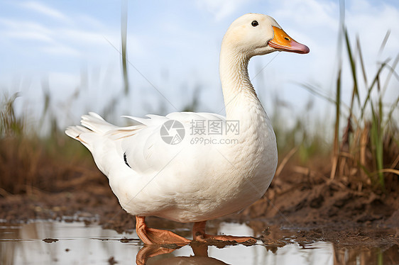 农村户外的白色鸭子图片