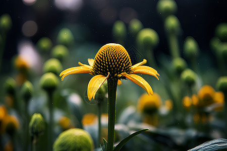 花海中的黄色花朵图片