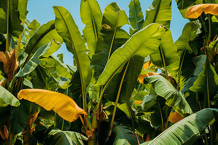 香蕉果园图片
