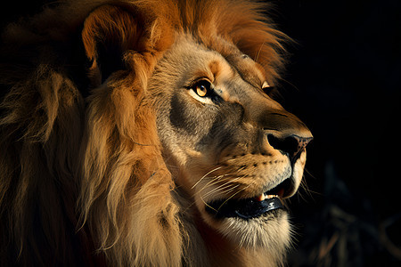 一只霸气的狮子图片