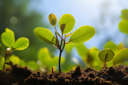 一株植物在泥土中茁壮成长图片