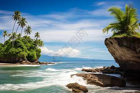 海岛上的椰子树图片