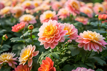 缤纷花海绿色繁花高清图片