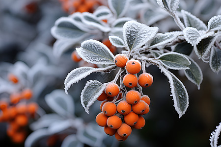 冬日中覆盖霜雪植物图片