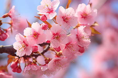 粉色花朵鸡鸣寺樱花季节高清图片