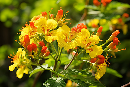 缤纷夏日花朵图片