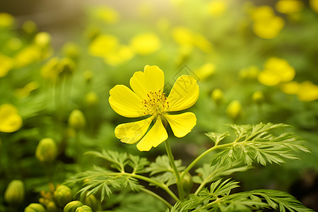 绿草丛中的黄花背景图片